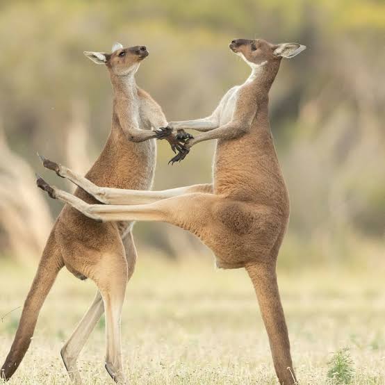 en bild på en kangaroo